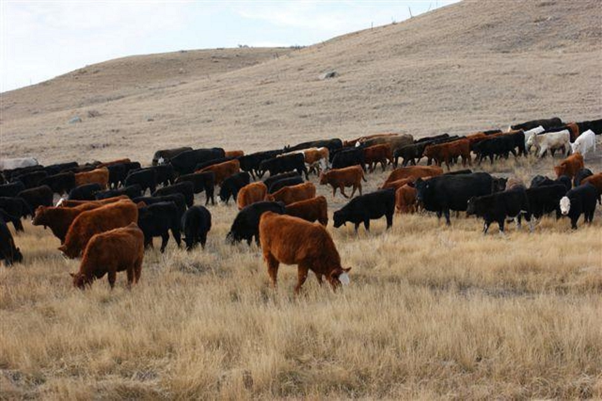2023 Feeder Steer Price Projections